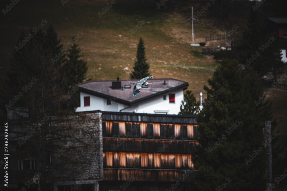 Obraz premium Ein Graureiher in den Alpen