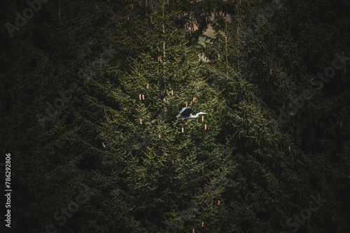 Ein Graureiher in den Alpen photo