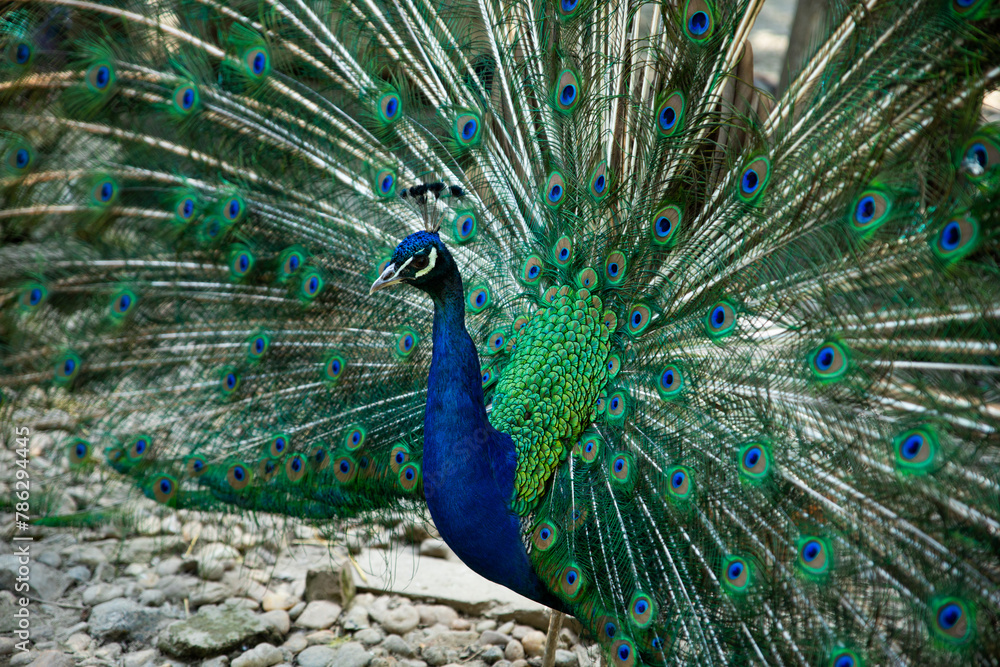 Obraz premium Majestic blue peacock
