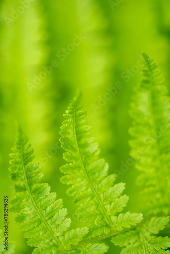 spring green background of fern plants