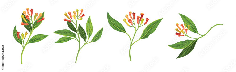 Clove Tree Branch with Ripe Aromatic Flower Bud and Green Leaf on Stem Vector Set