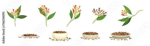 Clove Branch and Dry Seed Condiment Vector Set