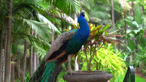 Detail of an Indian male peacock perched on an avocado in a public garden