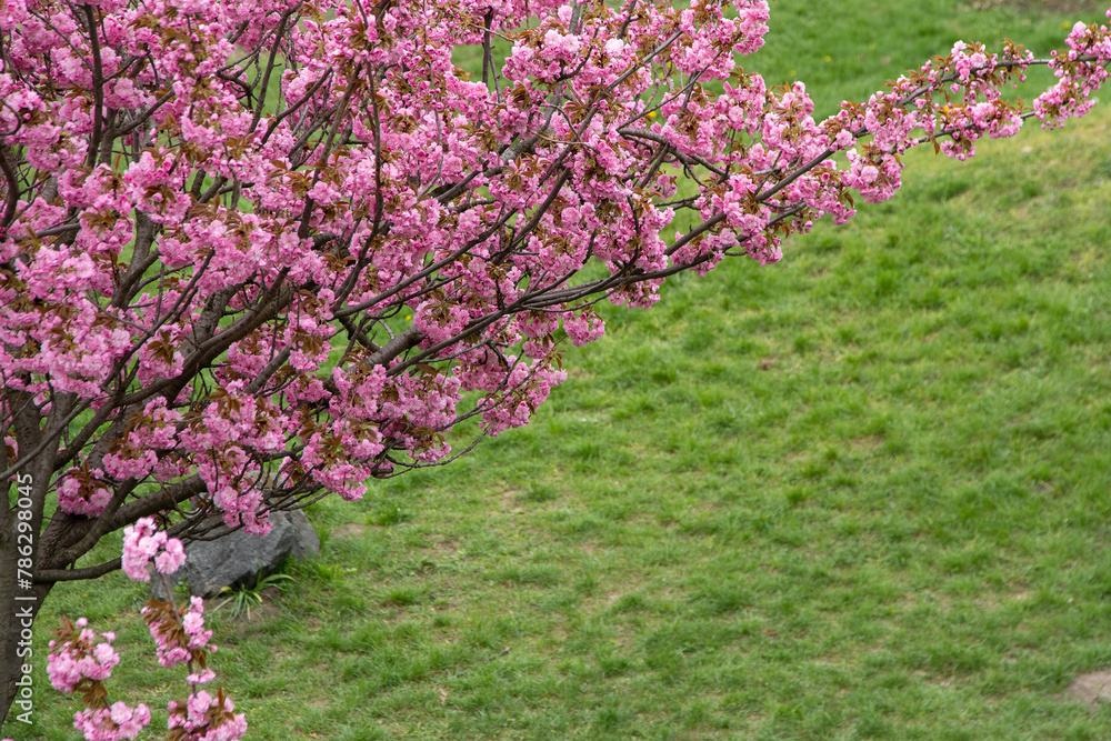 Obraz premium Sakura blooms with pink flowers. Trees in the garden. Buds on branches. Springtime nature plant. Green grass