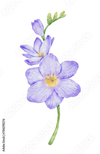 Watercolor violet freesia flower branch. Hand drawn color drawing