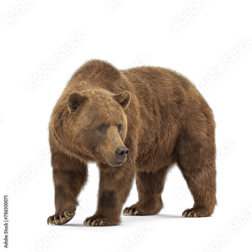 brown bear isolated on white © PNG FOR YOU