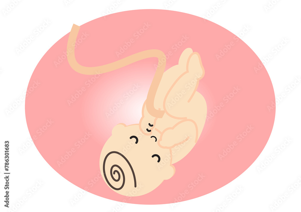 Fototapeta premium 胎児のイラスト