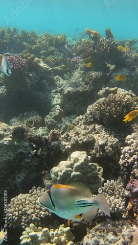 Picasso triggerfish (Rhinecanthus assasi) in Red Sea, Egypt. Vertical video photo