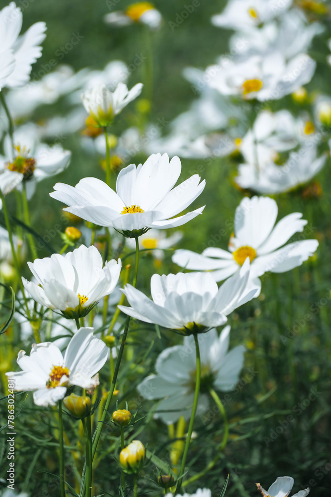 White cosmos flowers in full bloom catch the sunlight beautifully in the flower garden. White cosmos flowers in full bloom catch the sunlight beautifully in the flower garden.