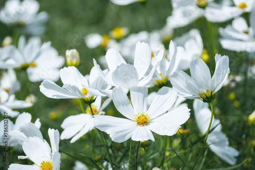 White cosmos flowers in full bloom catch the sunlight beautifully in the flower garden.