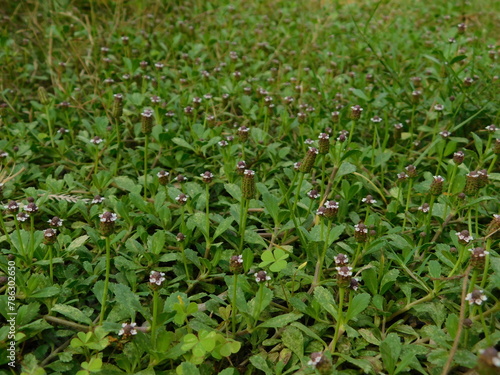 Frogfruit (Phyla nodiflora) Aka Turkey tangle fogfruit, Capeweed, Matchhead, Creeping Charlie and Carpetweed larval host for the White peacock, Phaon crescent, and common buckeye butterflies