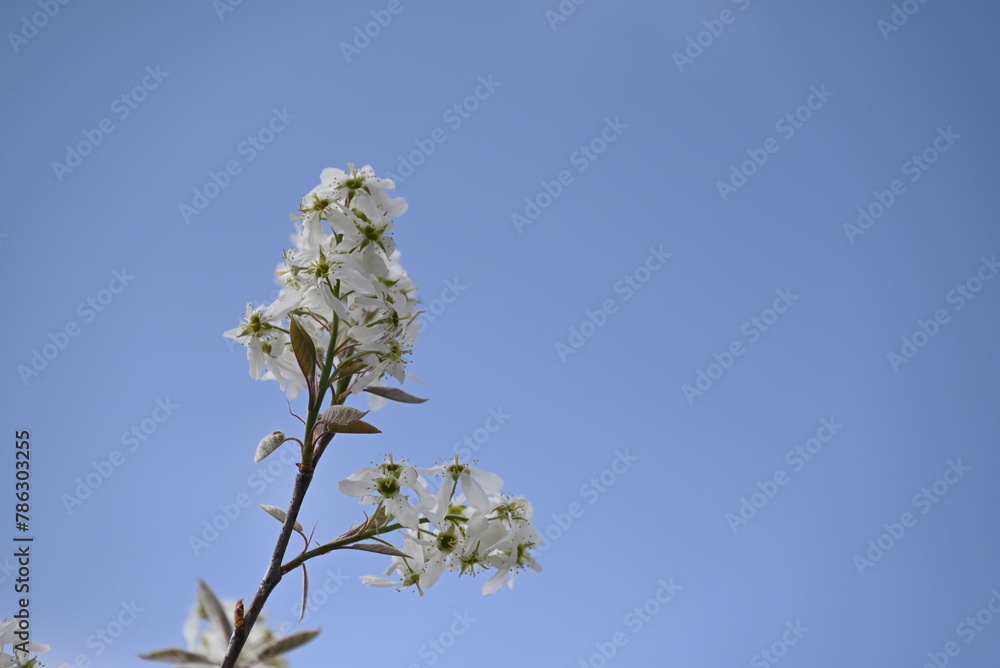 6月に果実を収穫できるジューンベリーの木に、春、満開の美しい花が咲く風景 6月に果実を収穫できるジューンベリーの木に、春、満開の美しい花が咲く風景