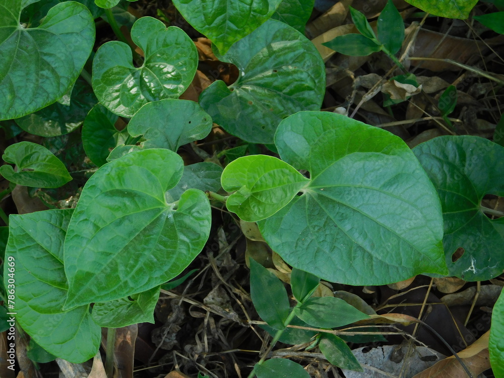 Plant and leaves of the air yam, also known as air yam, bitter yam
