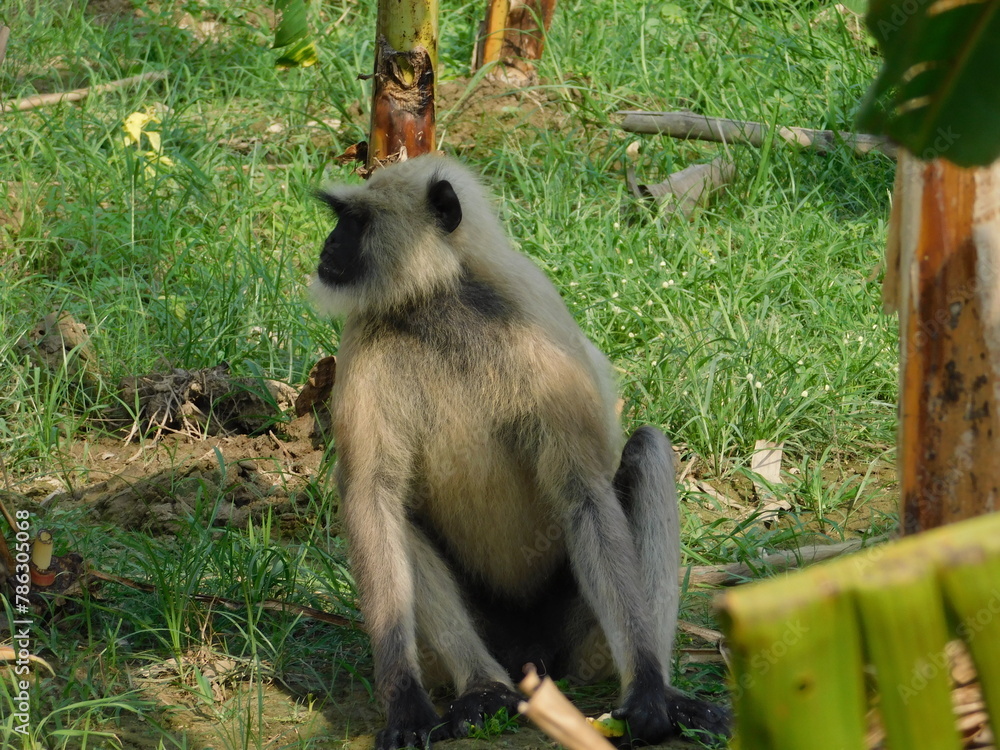 Fototapeta premium Gray langur close up , indian monkey, black face monkey, face close up 