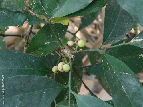 Shiny pink Glycosmis pentaphylla fruit known commonly as orangeberry and gin berry sits on a tree branch. photo