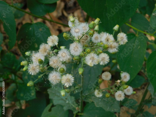 Artistic soft focus macro closeup of tiny Little Ironweed, Cyanthillium Cinereum with blurry background. photo