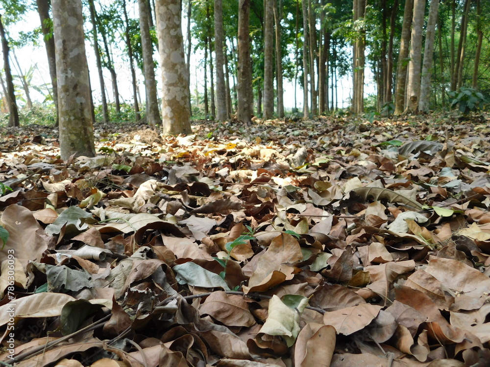 Obraz premium Background of colorful autumn leaves on forest floor . Abstract autumn leaves in autumn suitable as background . Autumn leaves on a meadow . Yellow leaves on the floor .