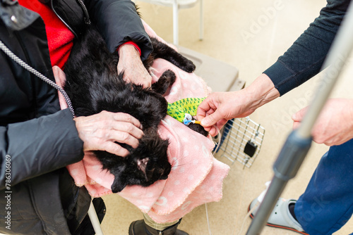 A black cat is placed on a drip in a veterinary clinic.