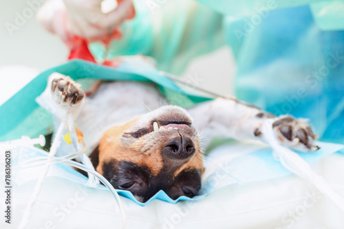 In the veterinary hospital operating room, the dog has an abdominal operation. Animal sick dog Jack Russell Terrier lies anesthetized on the operating table. closeup. photo