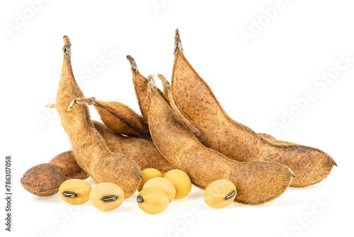 Agriculture - dried soy pods and soybeans isolated on a white background. Protein plant for health food.