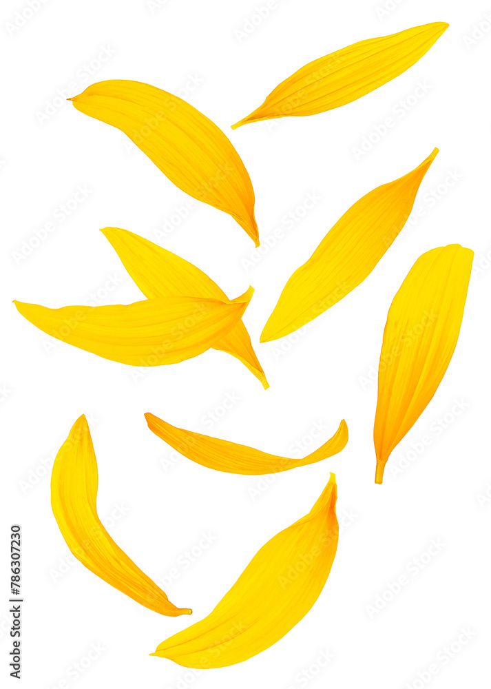 Falling yellow petals of sunflower isolated on a white background Falling yellow petals of sunflower isolated on a white background