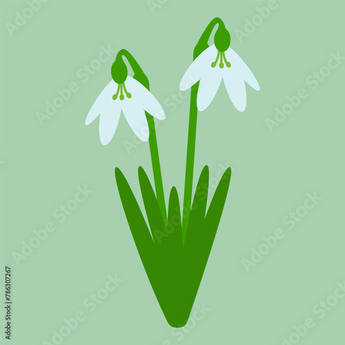 Snowdrop with green leaves isolated on a green background. Spring flower. Flat style. Colored icon, vector Illustration.