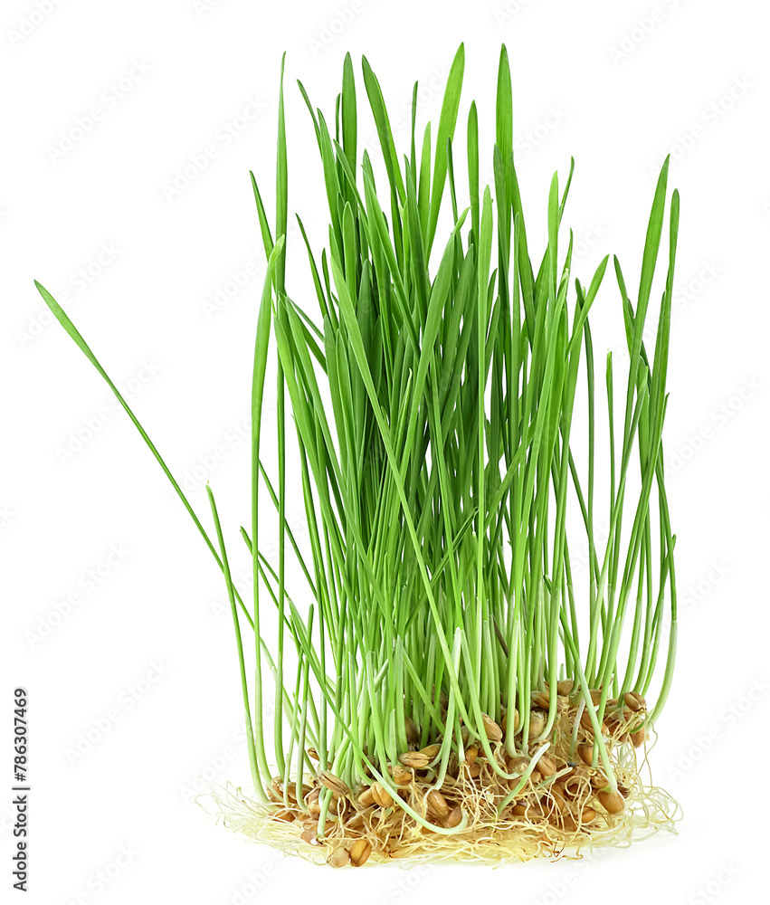 Fototapeta premium Fresh sprouted wheat grass isolated on a white background. Young wheat sprouts. Wheat plants with roots.