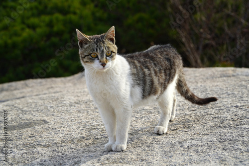 Canvas Print cat on the rocks