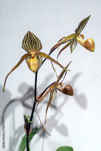 Paphiopedilum Saint Swithin (rothschildianum x philippinense), a primary hybrid slipper orchid flower