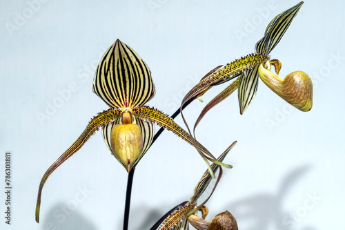 Paphiopedilum Saint Swithin (rothschildianum x philippinense), a primary hybrid slipper orchid flower