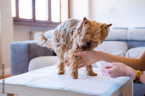 An Unrecognized Woman Wiping His Yorkshire Terrier's Pet Paws With Moistened Wipes. Cleaning And Desinfecting The Dog's Paws After A Walk. Pet Care. Dog Wipes. Canine Hygiene. Take Care Of Your Pet