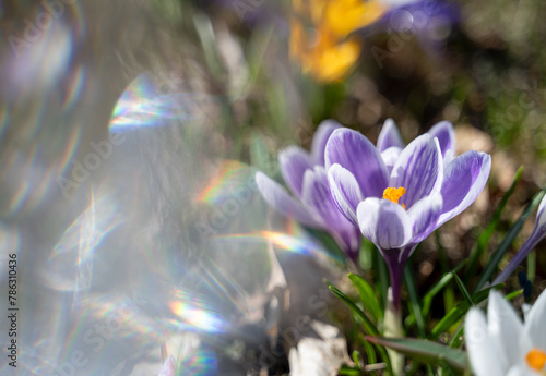 Purple, white and yellow crocuses blooming in sunny spring day with rainbow sun flares on one side to copy space. Feelings of renewal and optimism