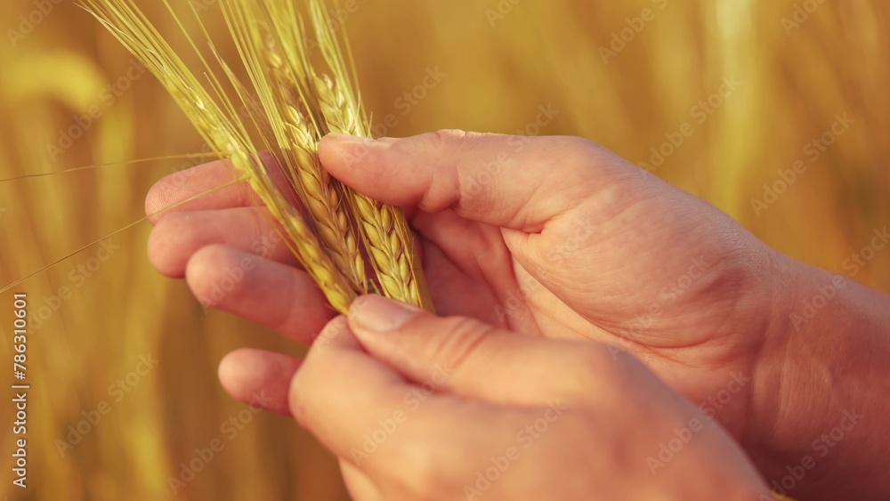 Fototapeta premium Agriculture. farmer hands hold spikelets of yellow ripe wheat in the field. agriculture business concept. close-up of a farm farmer hands examining sprouts of ears sunset of ripe wheat at in an field