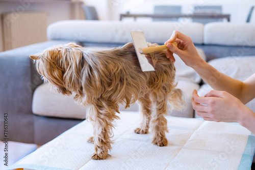 Unrecognised Female Doing Hand Stripping For Her Purebred Dog Yorkshire Terrier At Home Background. Taking Care Of Pet.