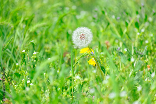 A beautiful yellow dandelion stands out in a grassy meadow, surrounded by green grass. This terrestrial plant with vibrant petals is a symbol of resilience in nature
