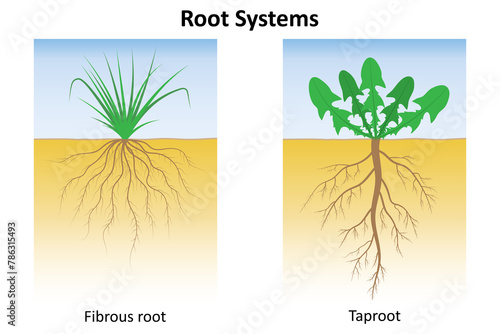 Tableau sur toile Root systems