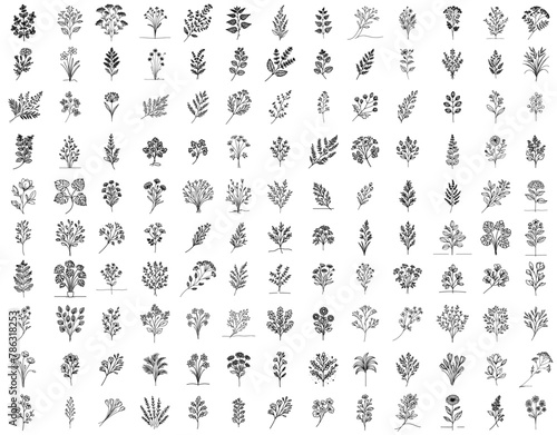 plants, flowers, ornamental and wild meadow herbs, collection of vector hand drawn black shapes in doodle style, monoline