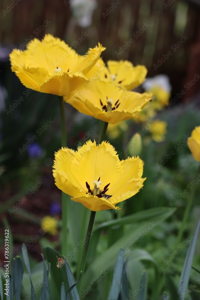 yellow fringed Tulips yellow fringed Tulips