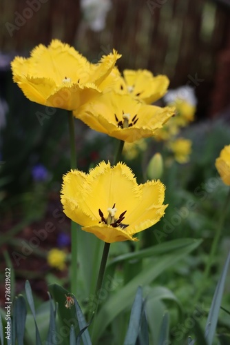 yellow fringed Tulips