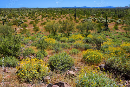 Central Sonora Desert Arizona Wildflowers, Brittlebush and Texas Bluebonnets