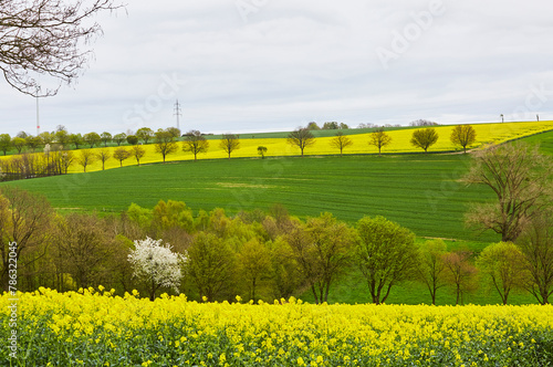 Rapsfelder bei Rüthen Drewer, im Kreis Soest 