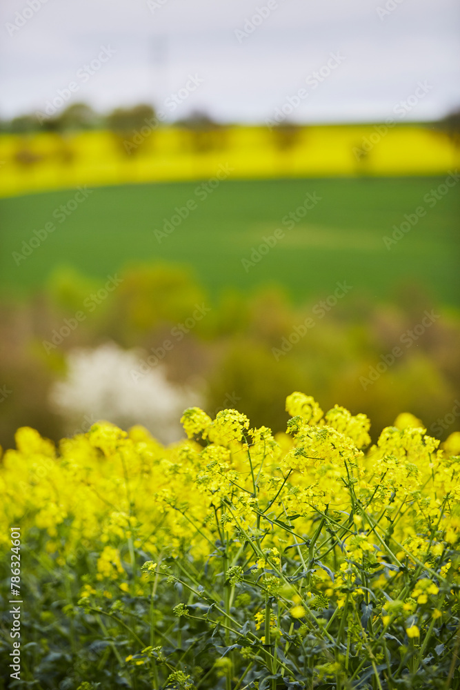 Obraz premium Rapsfelder bei Rüthen Drewer, im Kreis Soest 