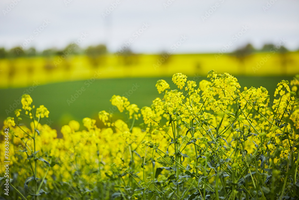Rapsfelder bei Rüthen Drewer, im Kreis Soest Rapsfelder bei Rüthen Drewer, im Kreis Soest