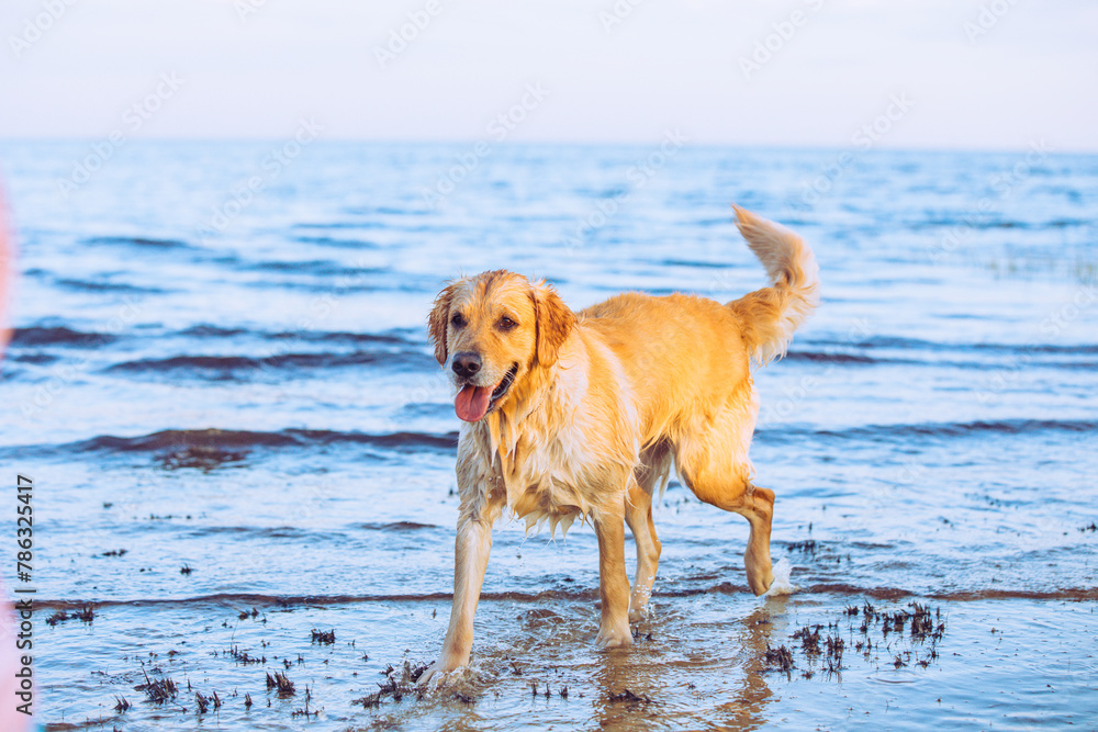 A golden retriever at the beach in Florida A golden retriever at the beach in Florida