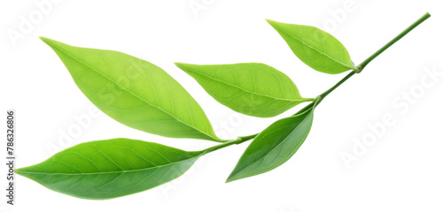 PNG Green tea leaf plant green herbs