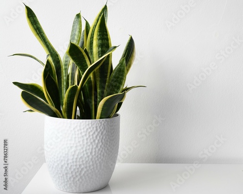 Sansevieria (Dracaena) trifasciata laurentii, aka snake plant or monther-in-laws tongue. Houseplant with green and yellow leaves. Isolated on a white background, in landscape.