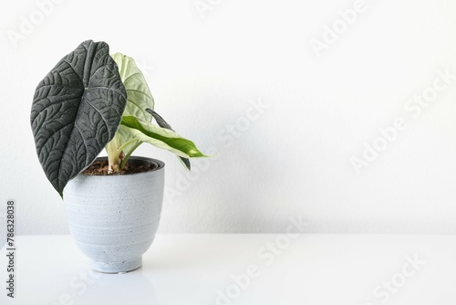 Alocasia rugosa or Alocasia melo, houseplant with thick textured leaves. Plant in a ceramic pot isolated on a white background. Landscape orientation.