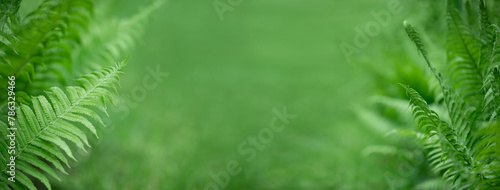 zielone paprocie  jako baner © meegi