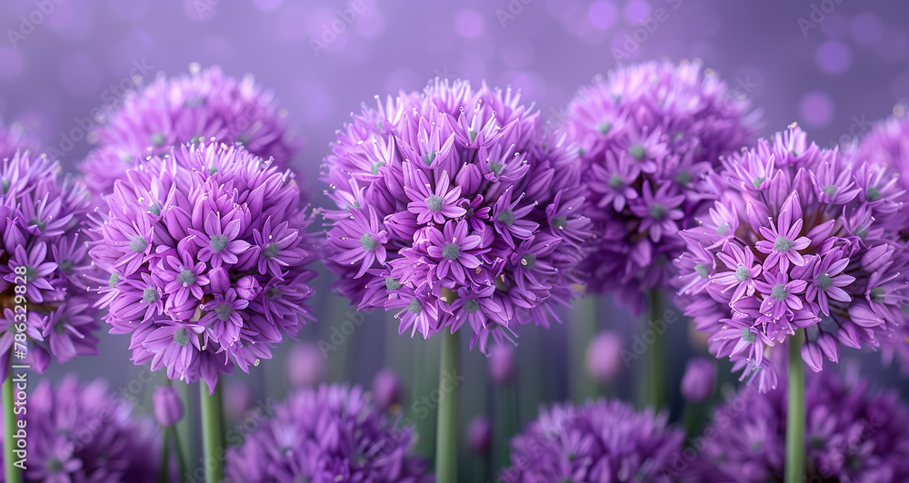 Blossoming purple flowers of chive in the garden Blossoming purple flowers of chive in the garden