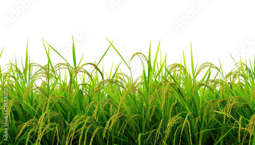 PNG Rice field nature backgrounds landscape photo